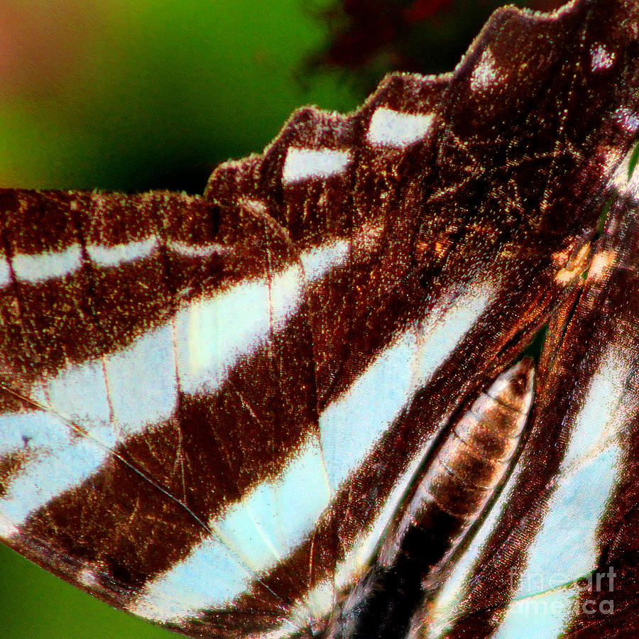 Zebra Swallowtail Butterfly Wing Square Photograph by Karen Adams