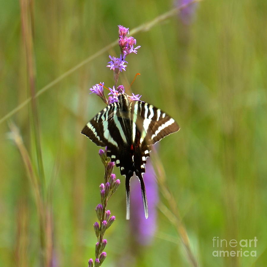 Zebra Swallowtail Photograph by Carol  Bradley