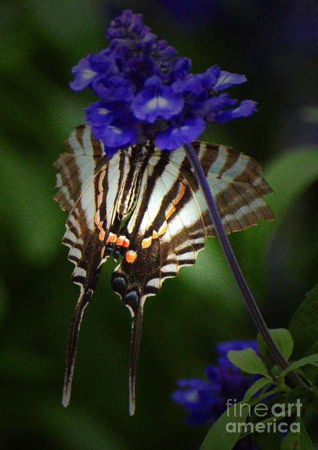 Zebra Swallowtail Photograph by Cindy Manero