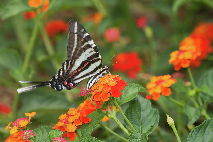 Zebra Swallowtail Eurytides Marcellus Photograph By Panoramic Images 