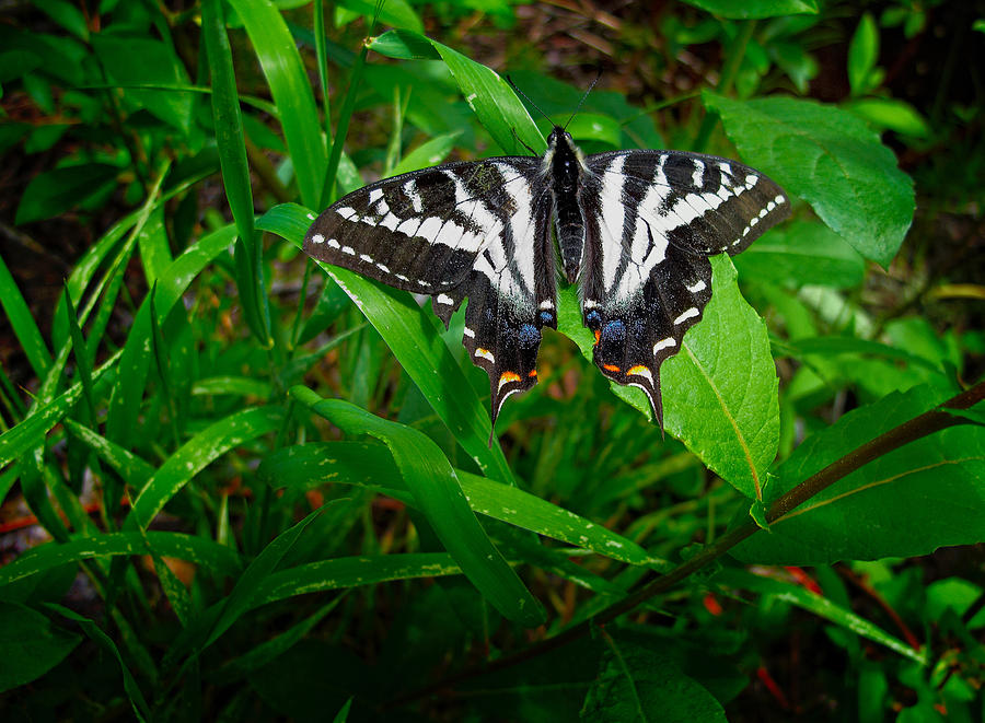 Zebra Swallowtail Photograph by Mary Jo Allen