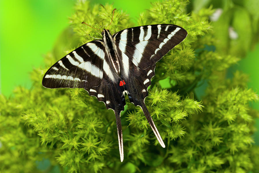 Butterfly Photograph - Zebra Swallowtail North American by Darrell Gulin