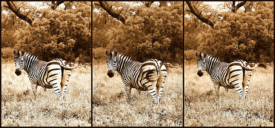 Zebra Swishing Her Tail Photograph by Catherine Sherman