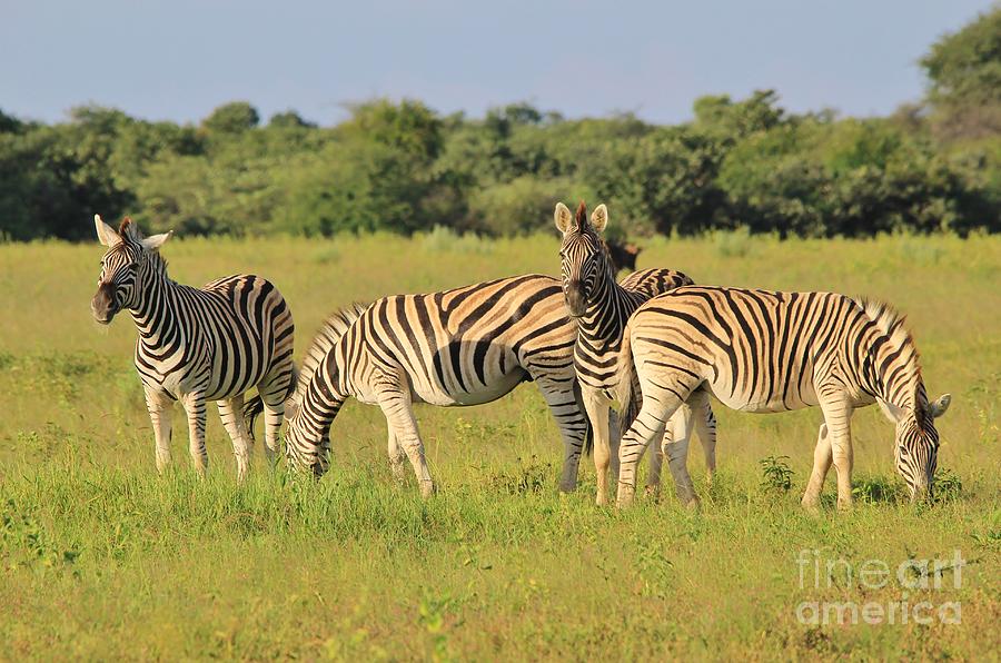 Wildlife Photograph - Zebra Symmetry and Arrangement by Andries Alberts