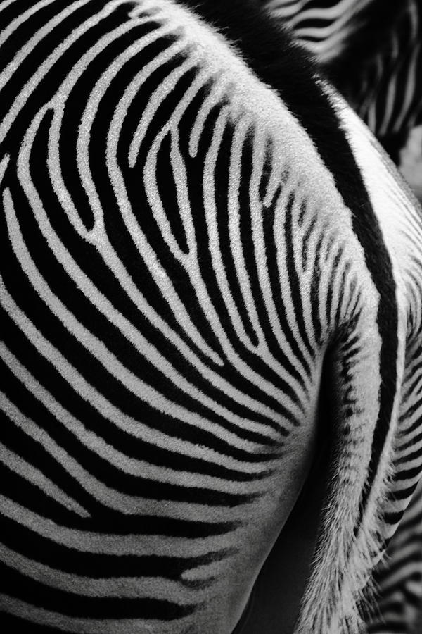 Zebra Tail Photograph by Bruce J Robinson