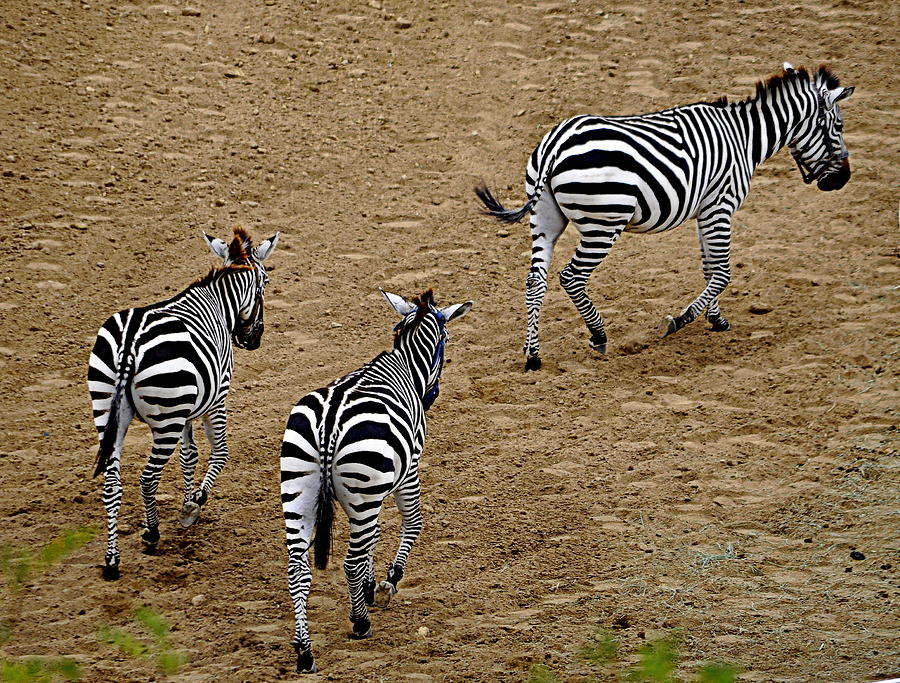 Zebra Tails Photograph by AJ  Schibig
