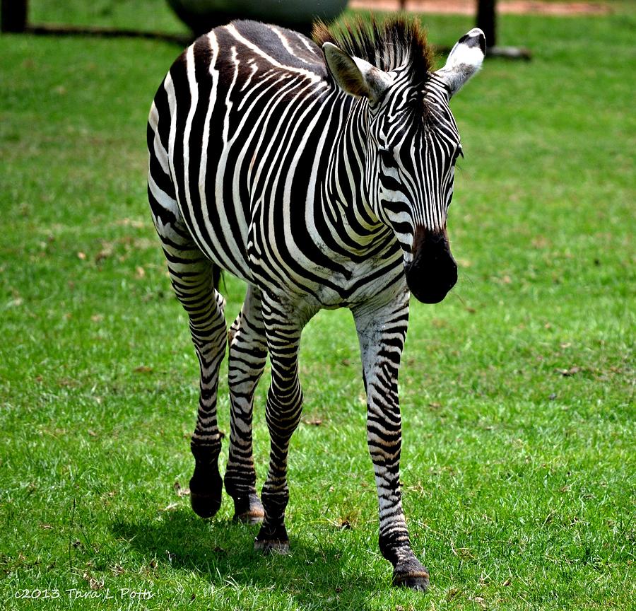 Zebra Photograph by Tara Potts