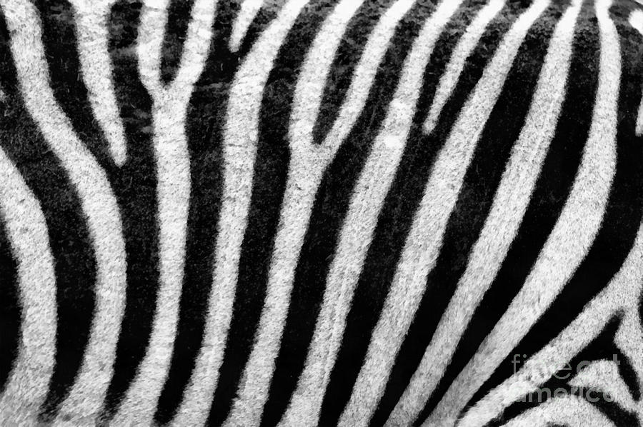 Wild Animal Painting - Zebra texture by Vincent Monozlay