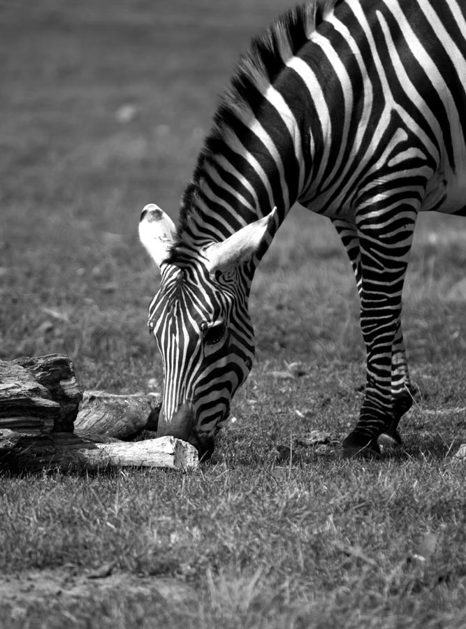 Zebra Photograph by Tracy Winter