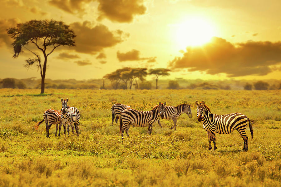 Zebra Photograph by Ugurhan
