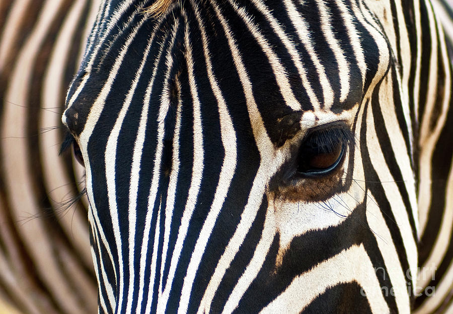 Zebra Vibrations Photograph by Charles Lupica