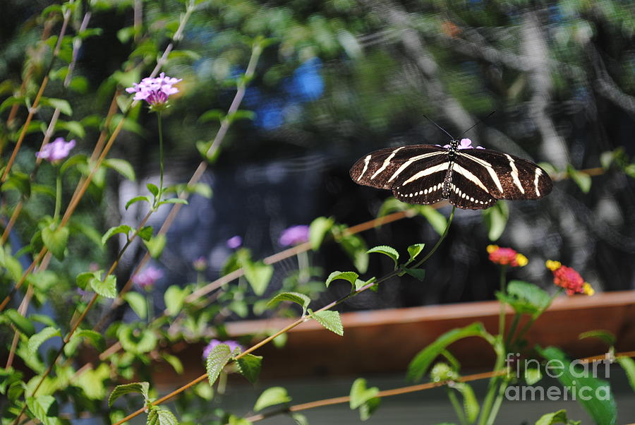 Zebra Wings Photograph by Charlotte Stevenson - Pixels