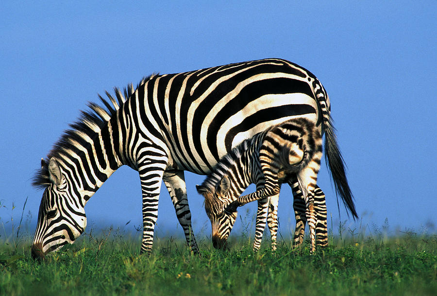 Zebra With Foal Photograph by Jean-Michel Labat