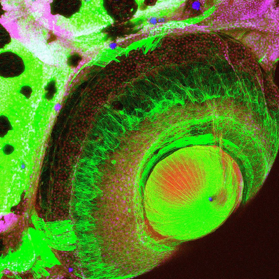Zebrafish Eye Photograph by Science Photo Library