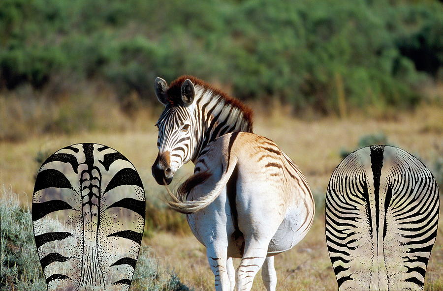 Zebras And Quagga-like Zebra Photograph by Philippe Psaila/science Photo Library