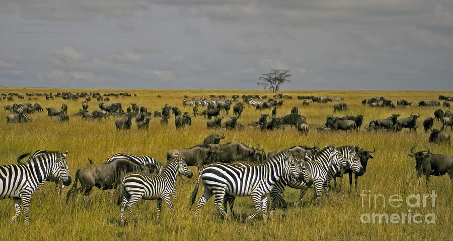 Zebras And Wildebeast   #0861 Photograph by J L Woody Wooden