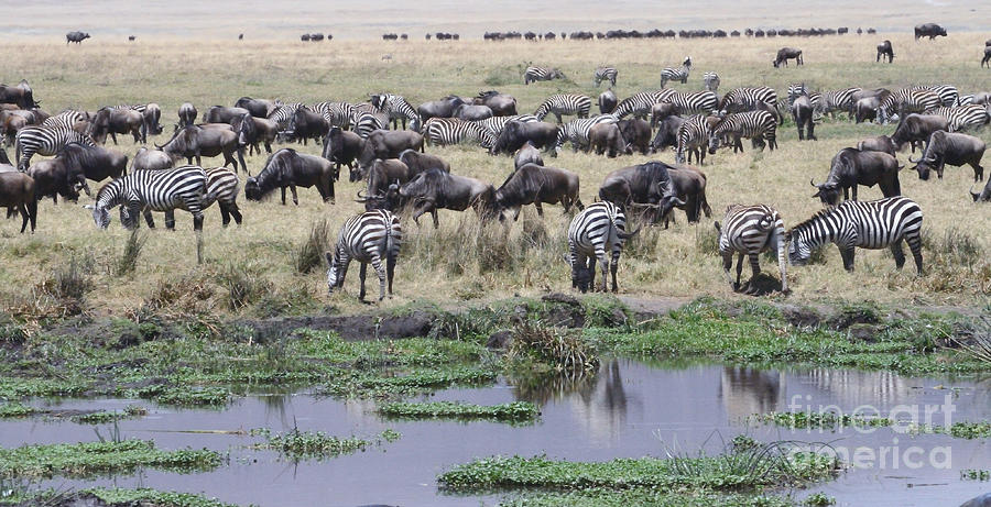 Herbivores Photograph - Zebras and Wildebeest Grazing Tom Wurl by Tom Wurl