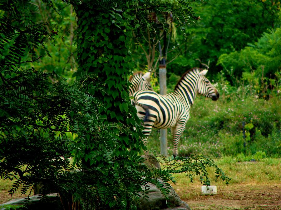 Zebras Photograph by Anthony Seeker