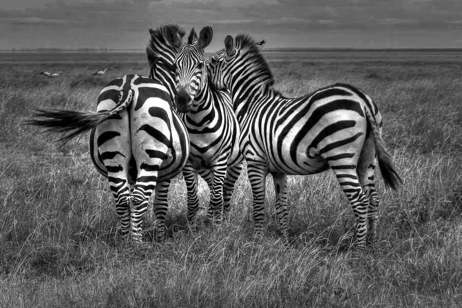 Zebras at Masai Mara Game Reserve in Kenya Photograph by Paul James Bannerman
