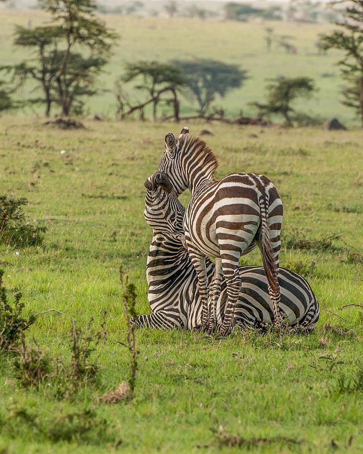 Zebras at Play Photograph by Peggy Blackwell
