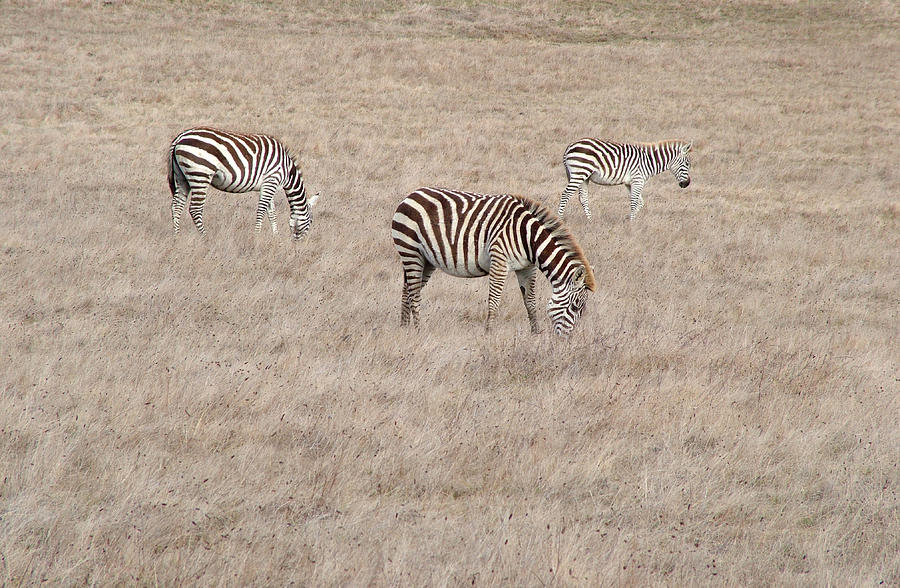 Zebras At San Simeon Photograph by Scott Lenhart - Pixels