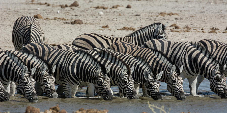 Zebras At The Waterhole Photograph by Radu Zaciu