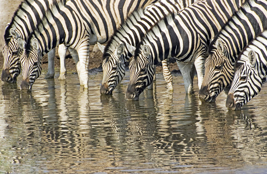 Zebras at water hole Photograph by Dennis Cox
