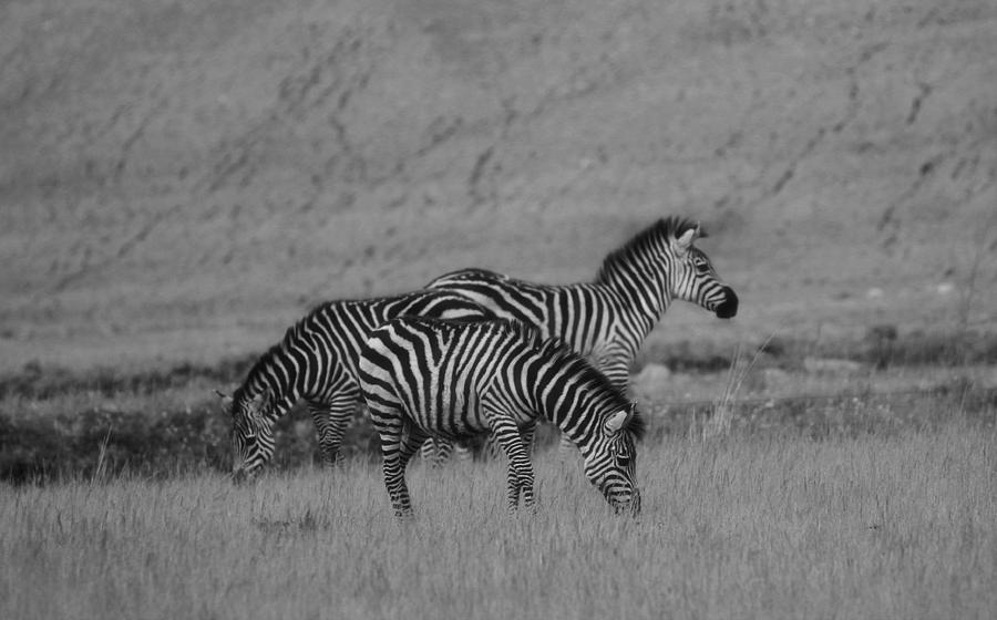 Zebras Black And White Photograph by Dan Sproul