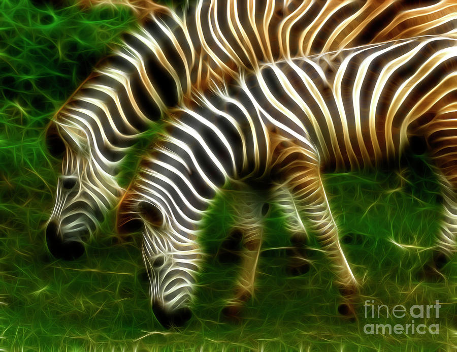 Zebra Photograph - Zebras by Bob Christopher
