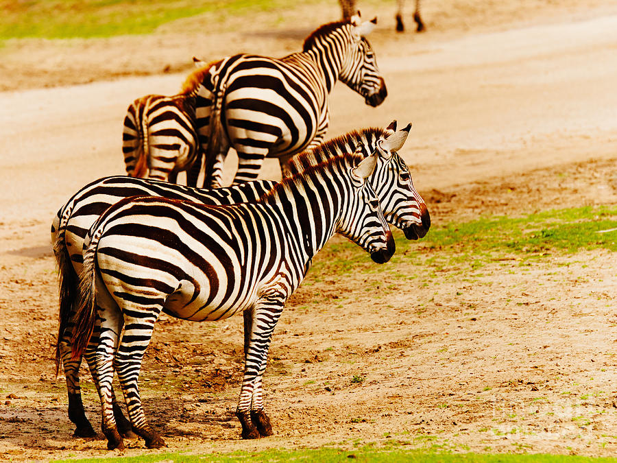Zebras close together Photograph by Nick  Biemans