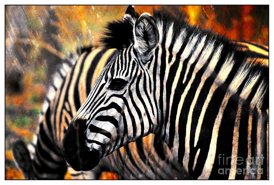 Wildlife Photograph - Zebras by Daniela White
