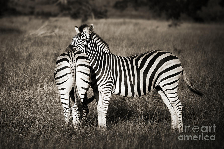 Zebras in black and white, South Africa Photograph by Delphimages Photo Creations