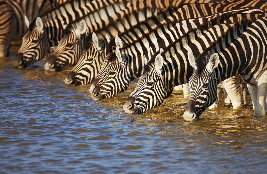 Zebras Drinking Photograph by Johan Swanepoel