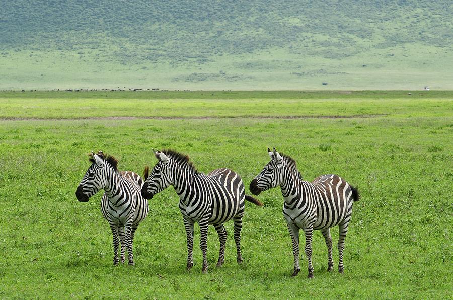 Zebras Photograph by Eemeli Jouhki
