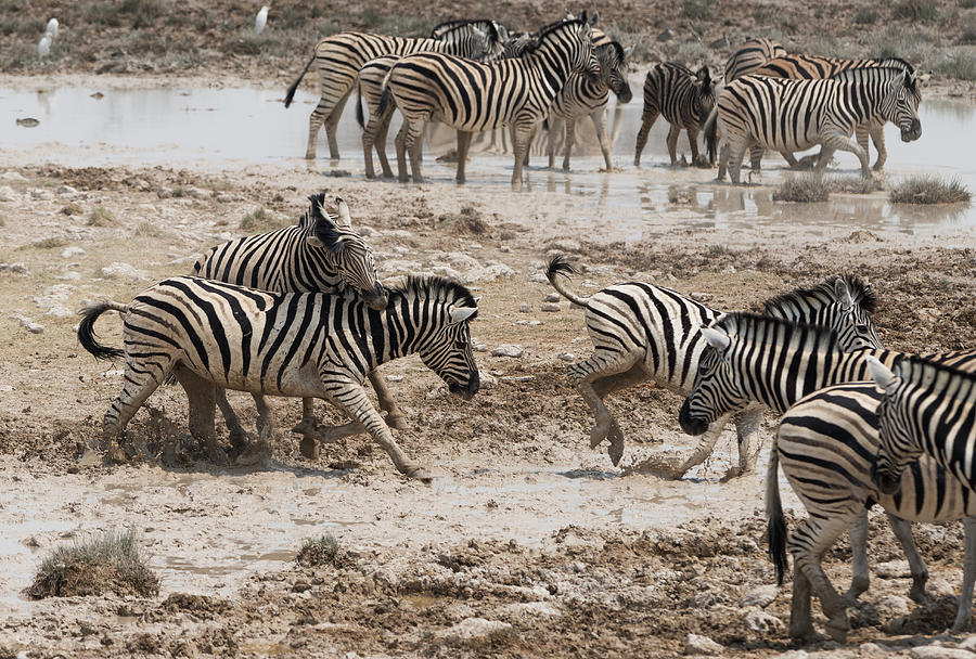 Zebras Photograph by Franz Aberham