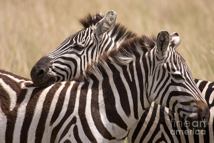 Zebras Friendship Photograph by Chris Scroggins