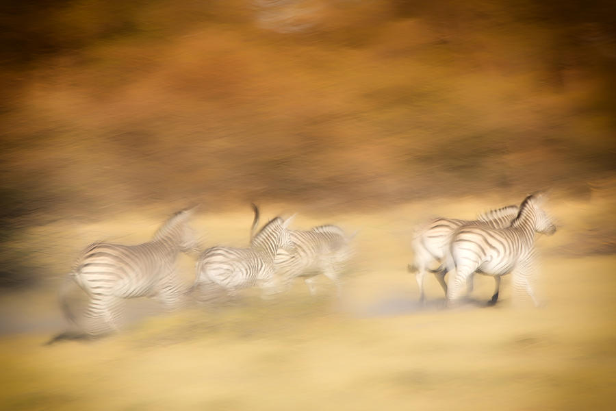 Zebras Photograph by Gigi Ebert