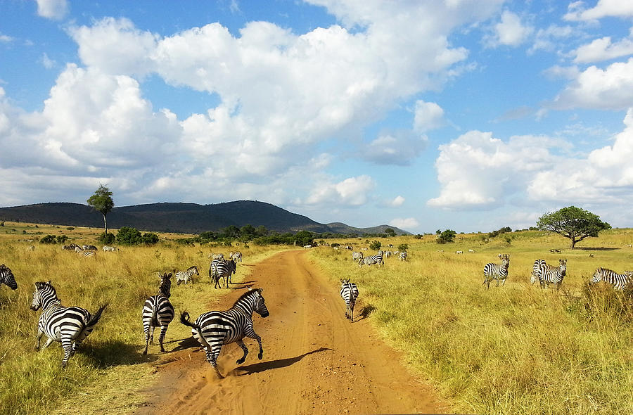Zebras Graze And Run On Safari Road Photograph by Universal Stopping Point Photography