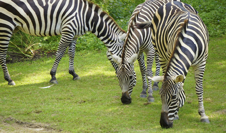 Zebra Photograph - Zebras Grazin by Laurie Perry