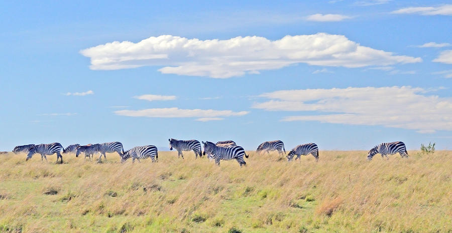 Zebras Grazing Long Clouds Kenya Photograph by Tom Wurl