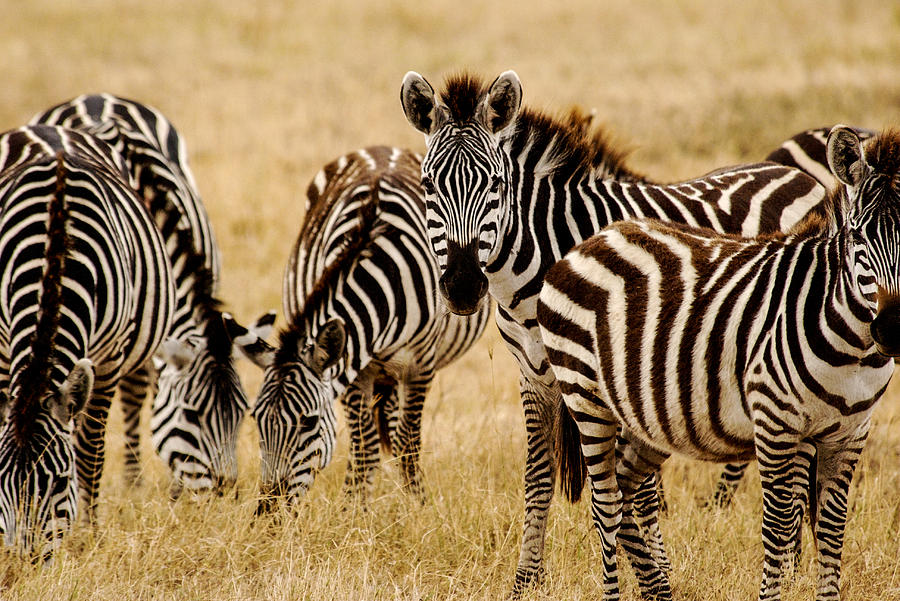 Zebras Grazing Photograph by Marc Levine