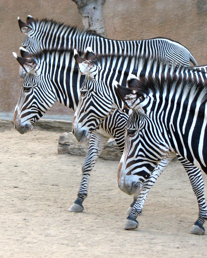 Zebras Photograph by Helaine Cummins