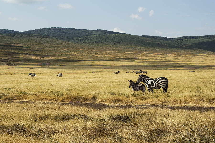 Zebras in the Crater Photograph by Jill Morgan - Fine Art America