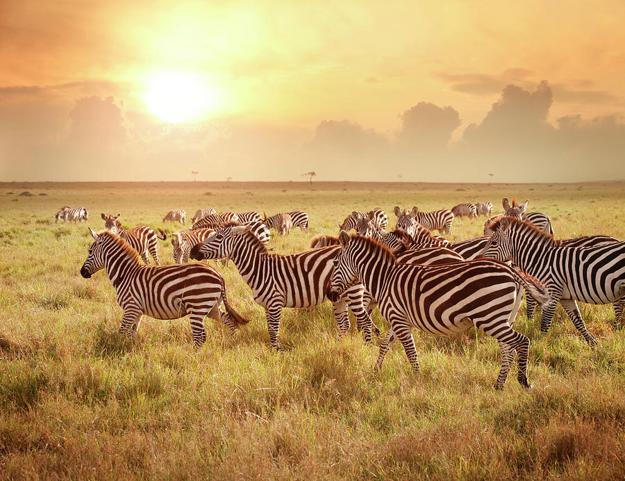 Zebras In The Morning Photograph by Narvikk