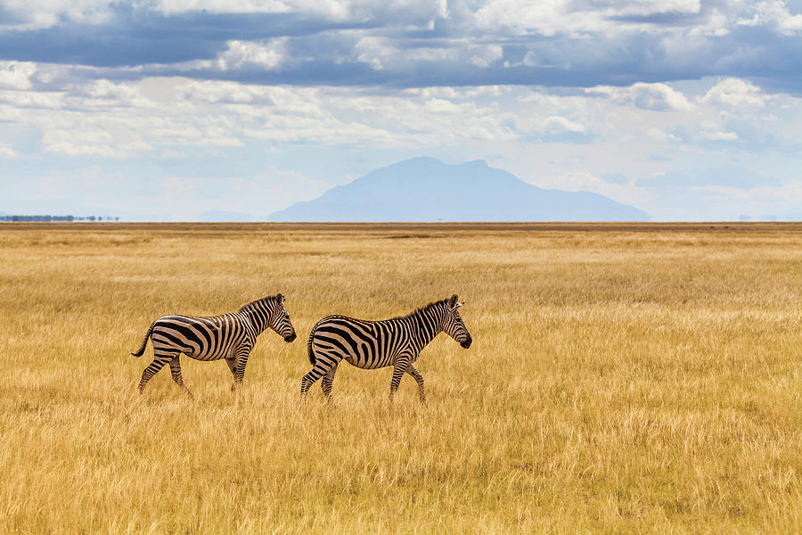 Zebras In The Savannah, Amboseli, Kenya Photograph by Anton Petrus