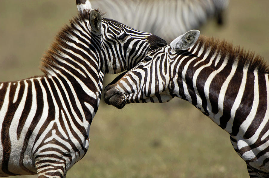Zebras Interacting Photograph by Dr P. Marazzi/science Photo Library