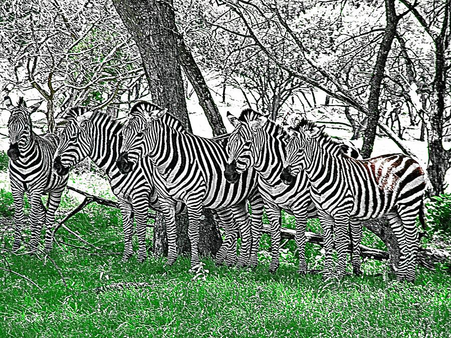Zebras Photograph by Kathy Churchman