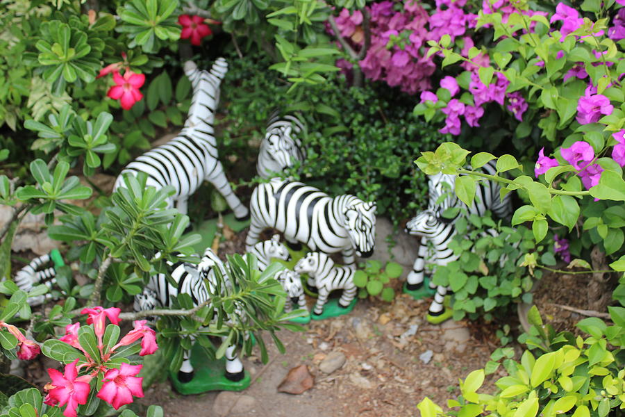 Zebra Photograph - Zebras by Michael Kim