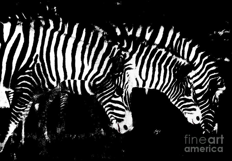 Zebras  Photograph by Mindy Bench
