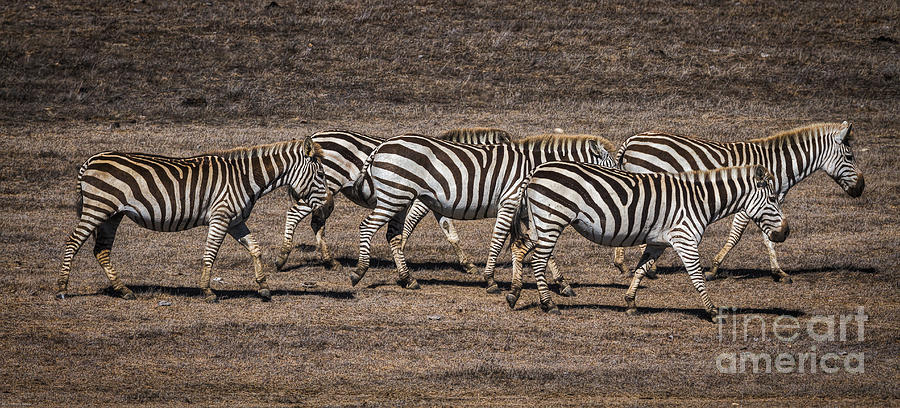 Zebras Of San Simeon Photograph by Mitch Shindelbower